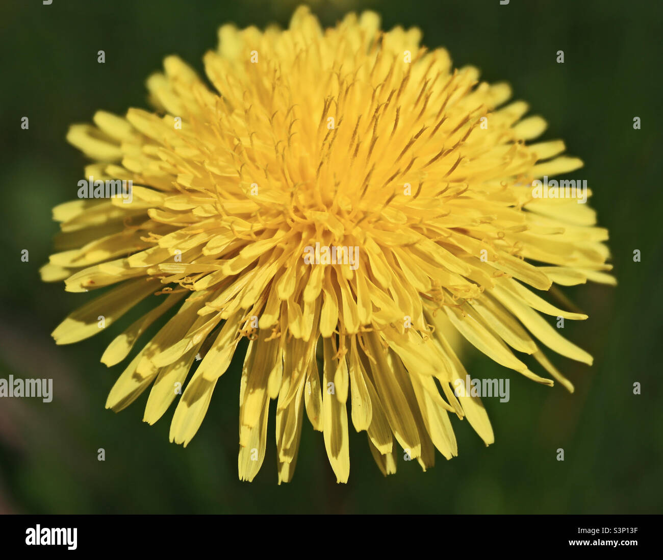 A bright yellow dandelion flower - Smartphone Captured Stock Image