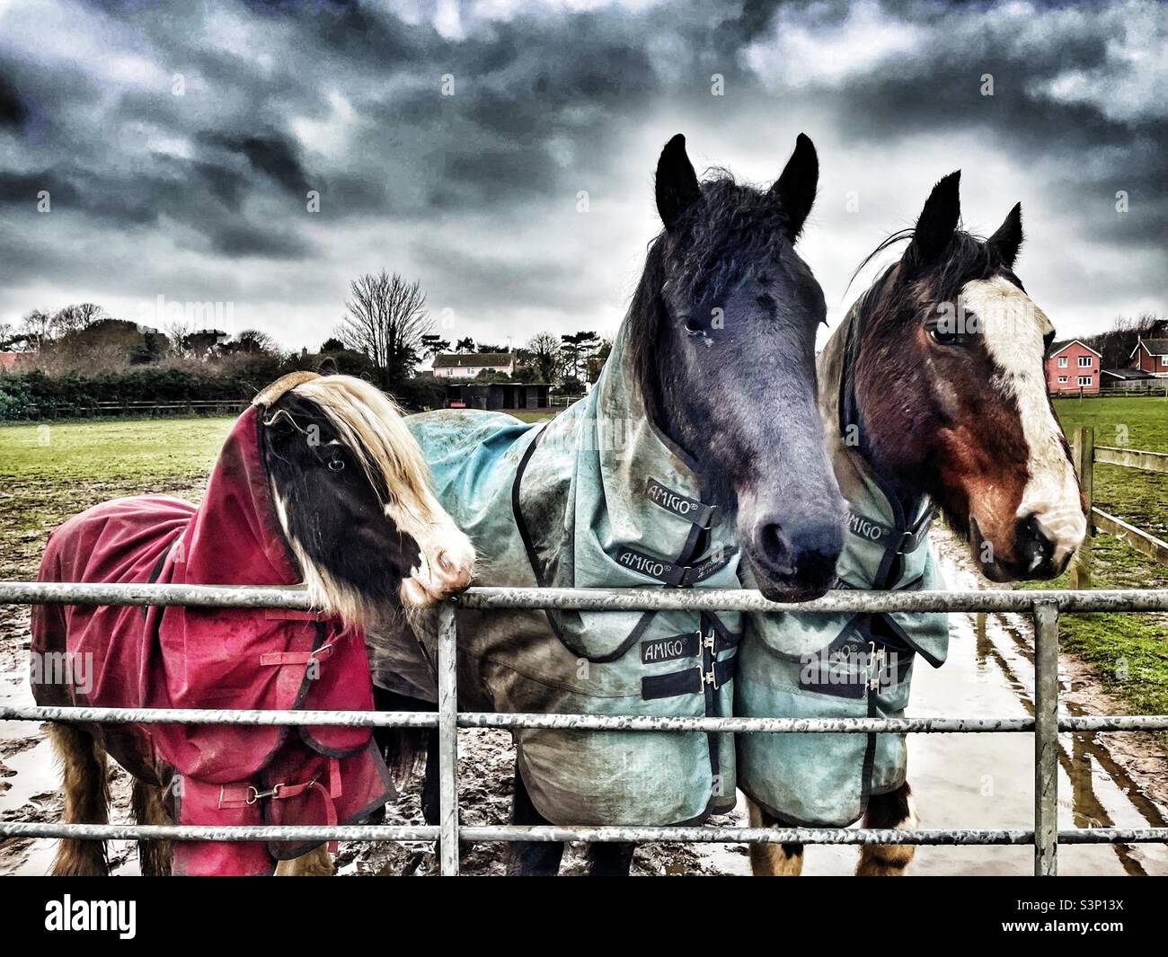 Horses in cold weather coats - Smartphone Captured Stock Image