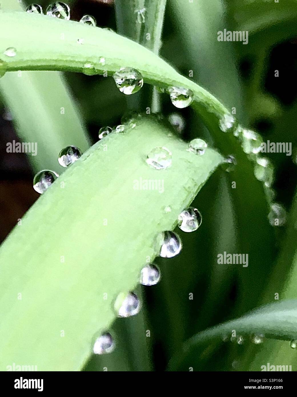 Leaves, green, light, beauty, leafy, raindrops, dew - Smartphone Captured Stock Image