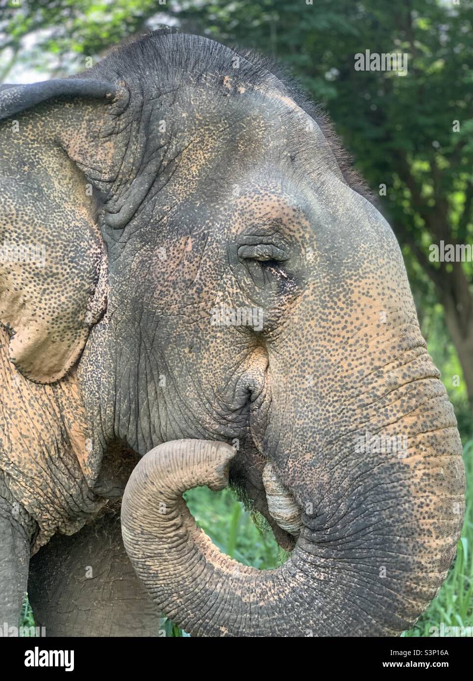 Elephant eating pumpkin with her trunk Stock Photo - Alamy