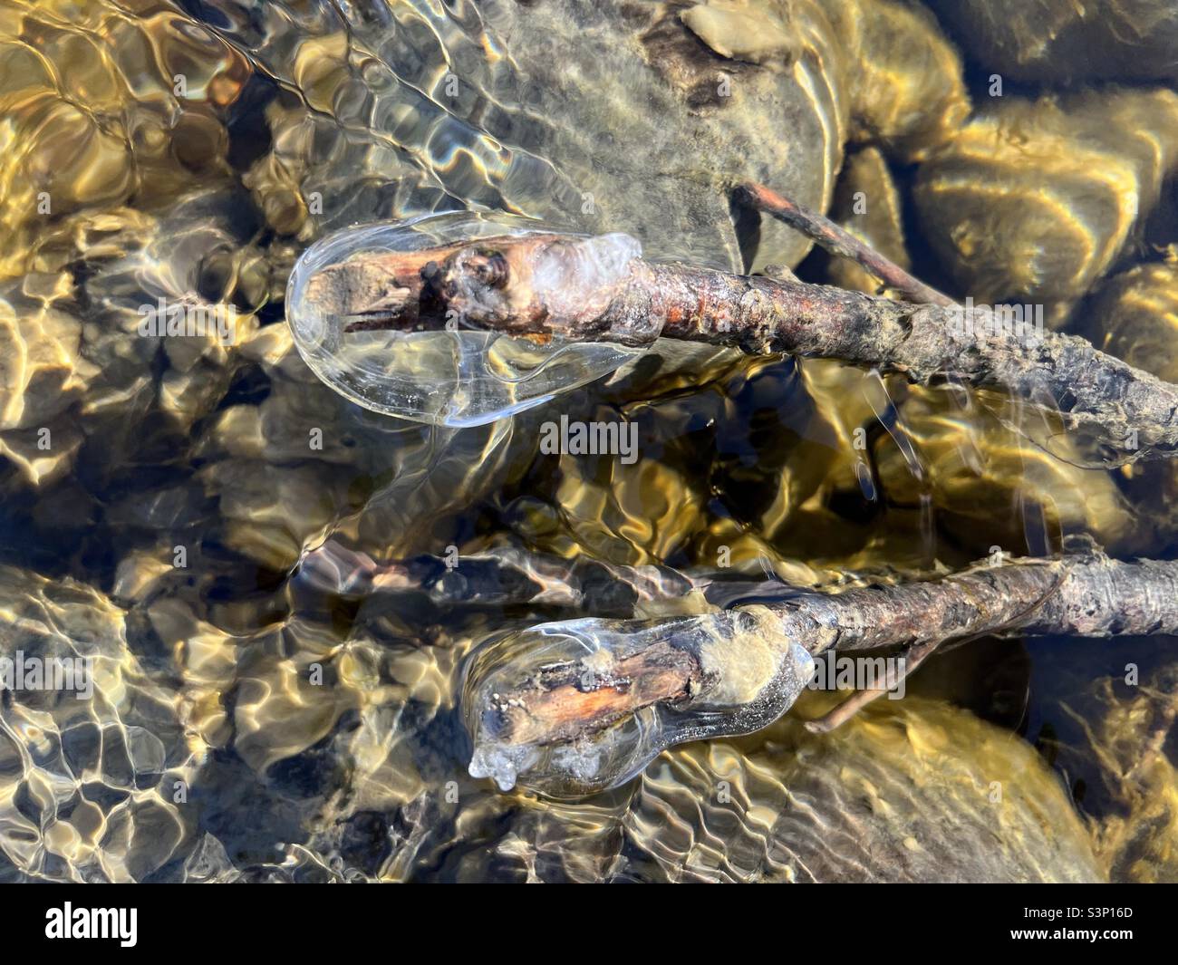 Ice-covered branches and rocks in river current with colourful reflections of sunlight - Smartphone Captured Stock Image