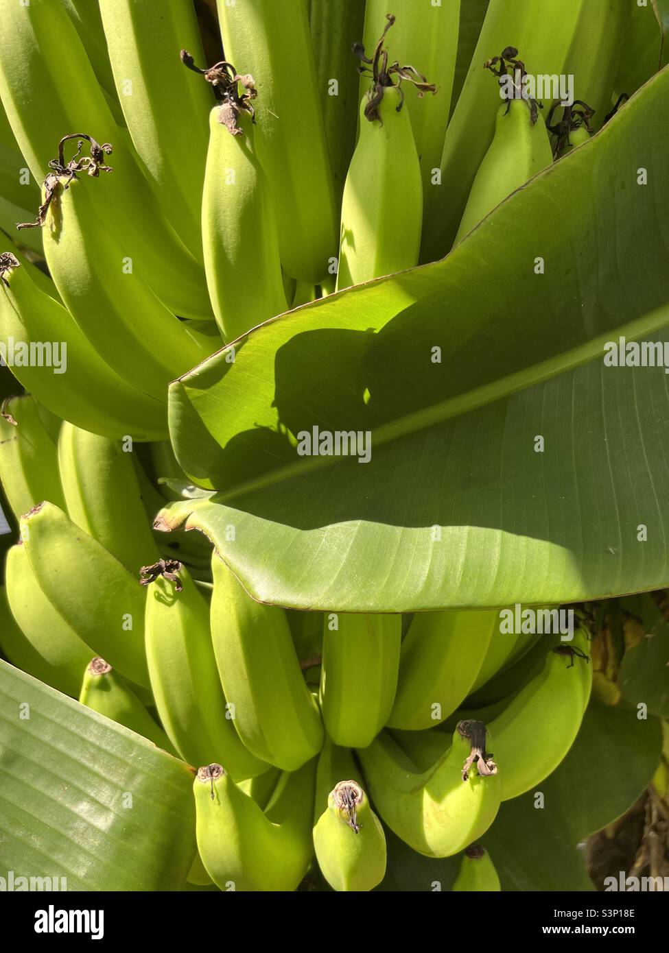 Green bananas on tree, closeup of organic fruit. Stock Photo