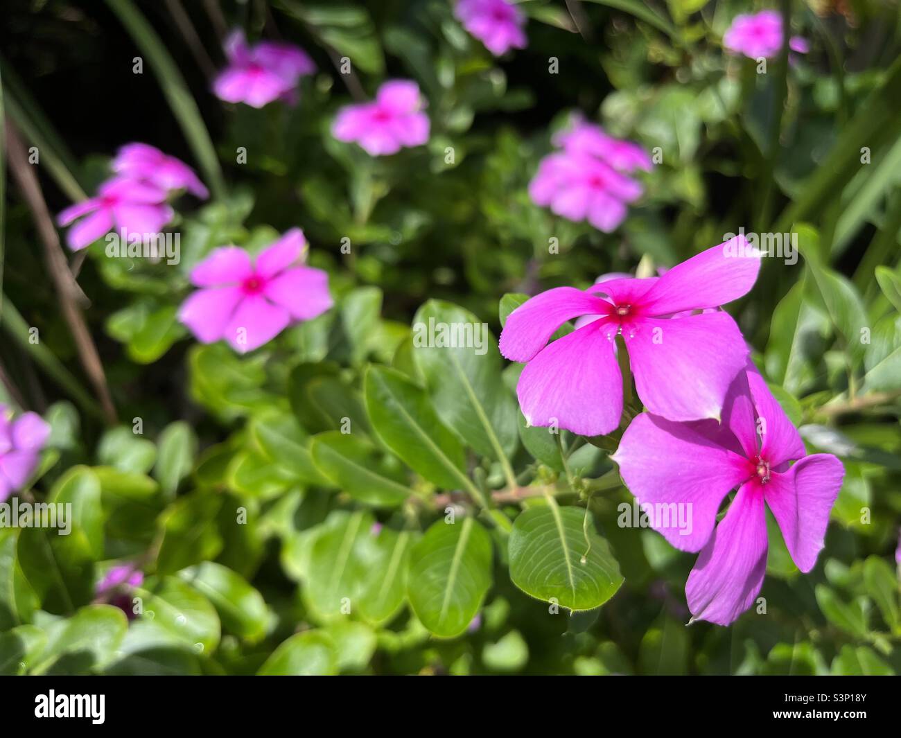 Pink Vinca Periwinkle flowers Stock Photo
