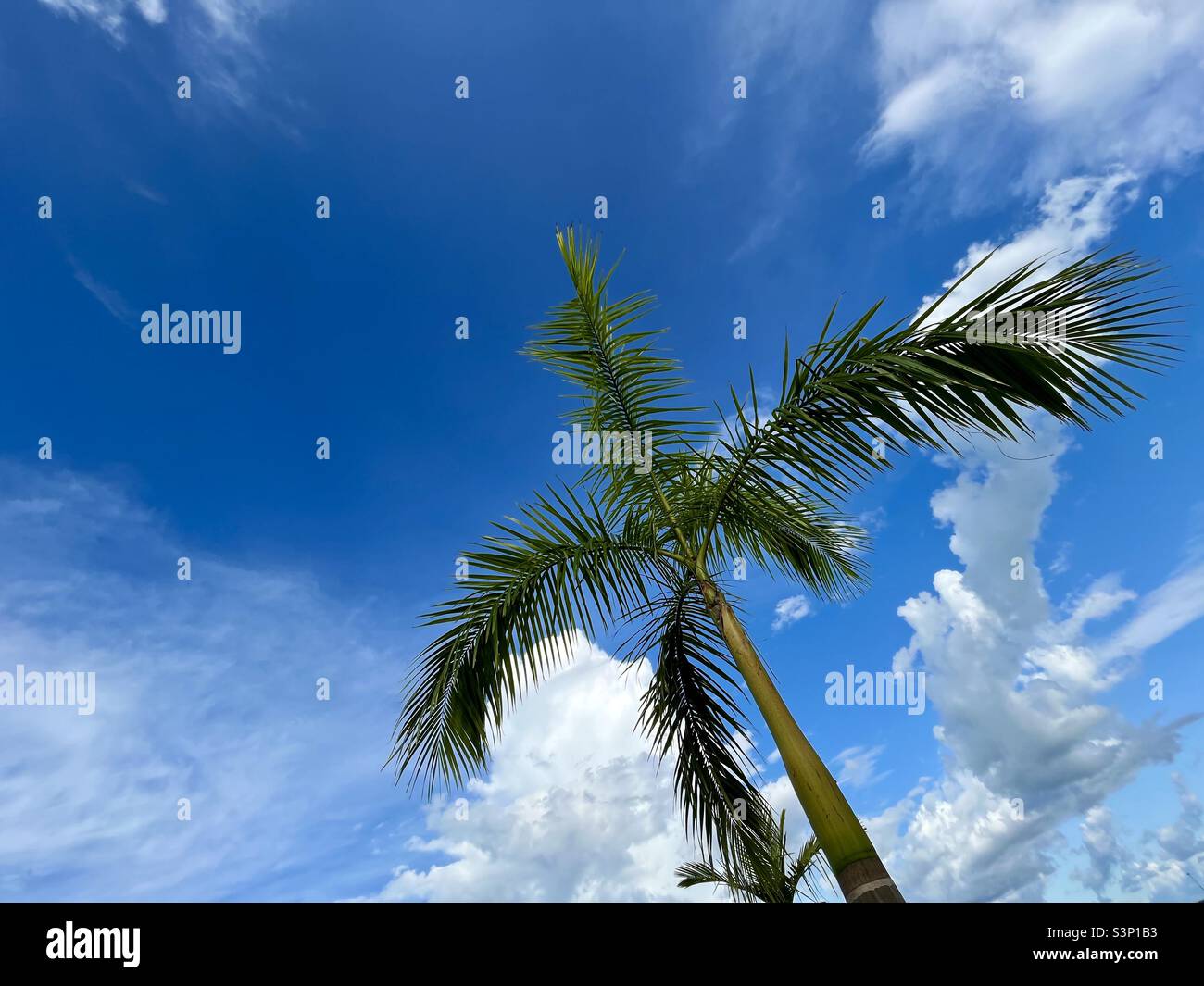 Palm trees against blue sky with white fluffy clouds - Smartphone Captured Stock Image
