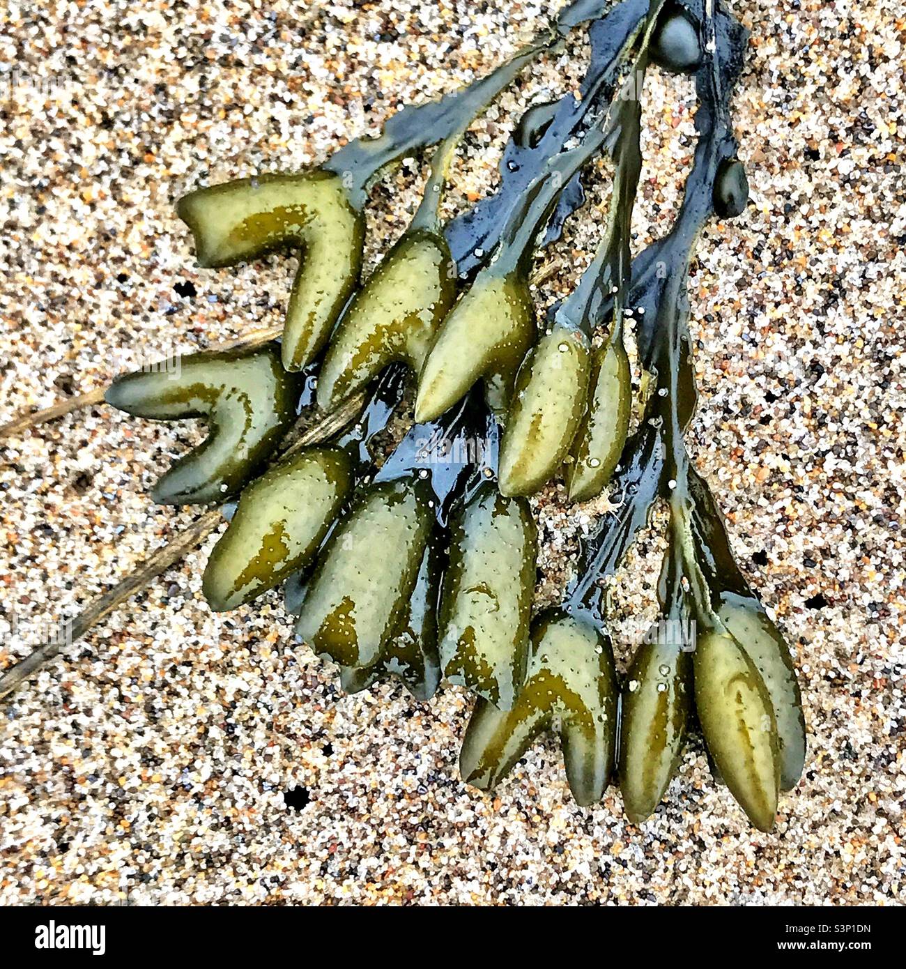 Bladder Wrack seaweed on a sandy beach Stock Photo Alamy