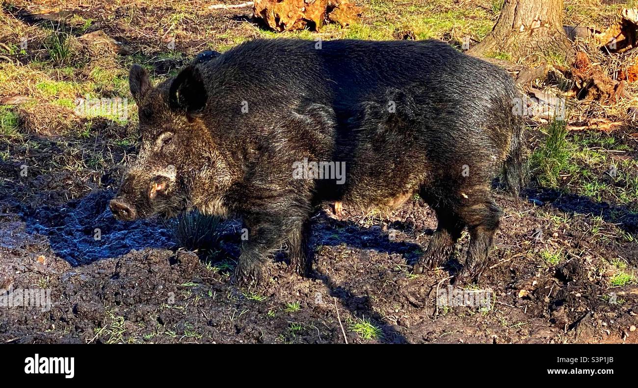 Wild boar at wildwood trust. Herne bay. Kent. Stock Photo