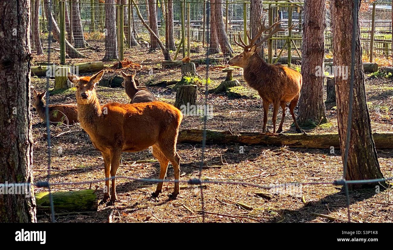 Red deer at wildwood trust. Herne bay. Kent. Stock Photo