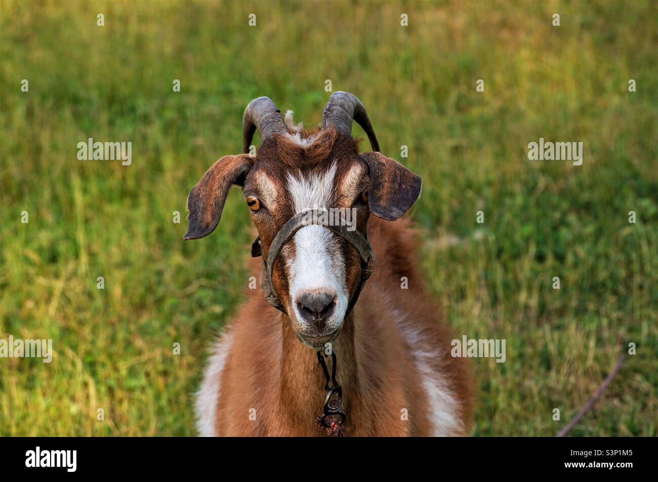portrait of a goat on a background of green grass - Smartphone Captured Stock Image