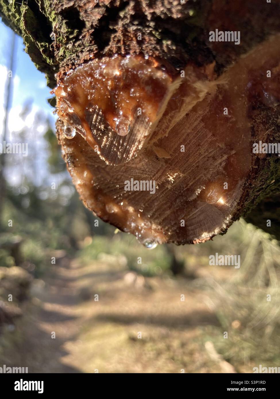 Tree sap dripping from a cut branch Stock Photo