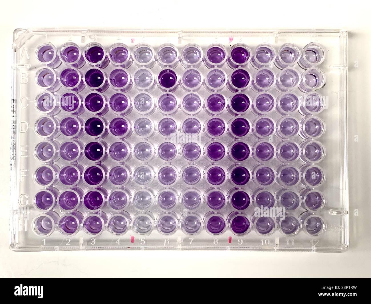 Colorimetric Immune assay in 96wells plate in laboratory Stock Photo