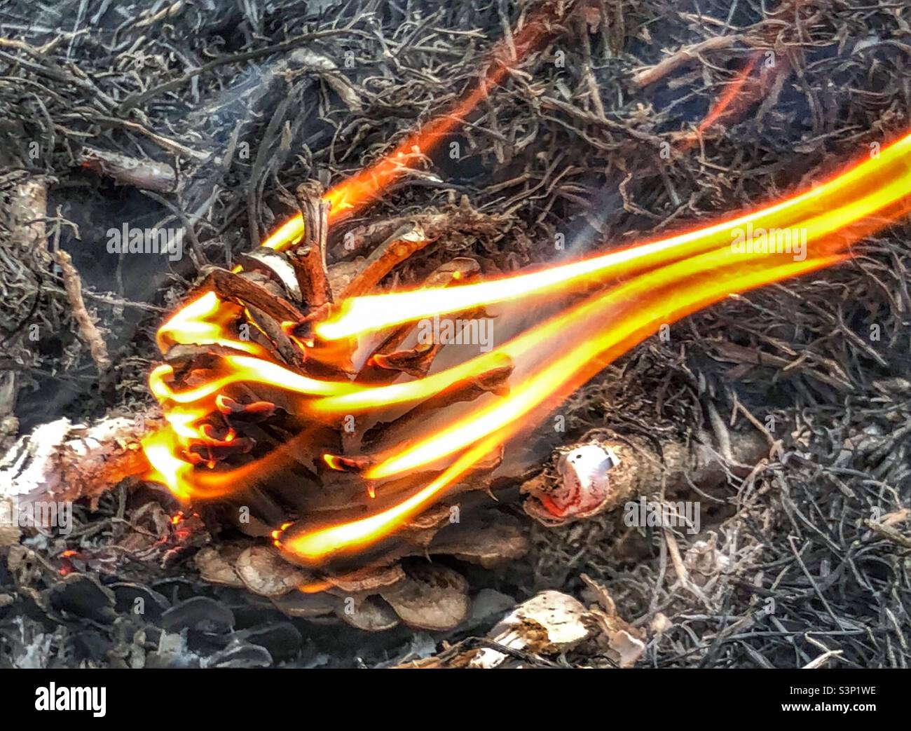 Pine cone engulfed in stripey flames - Smartphone Captured Stock Image