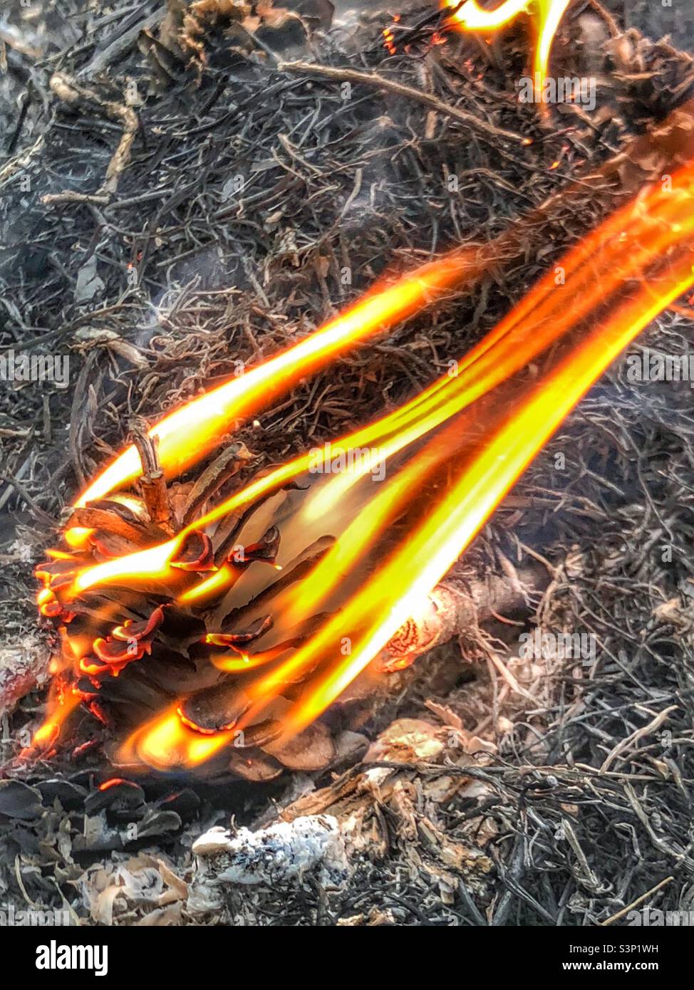 Pine cone ablaze with striated flames - Smartphone Captured Stock Image