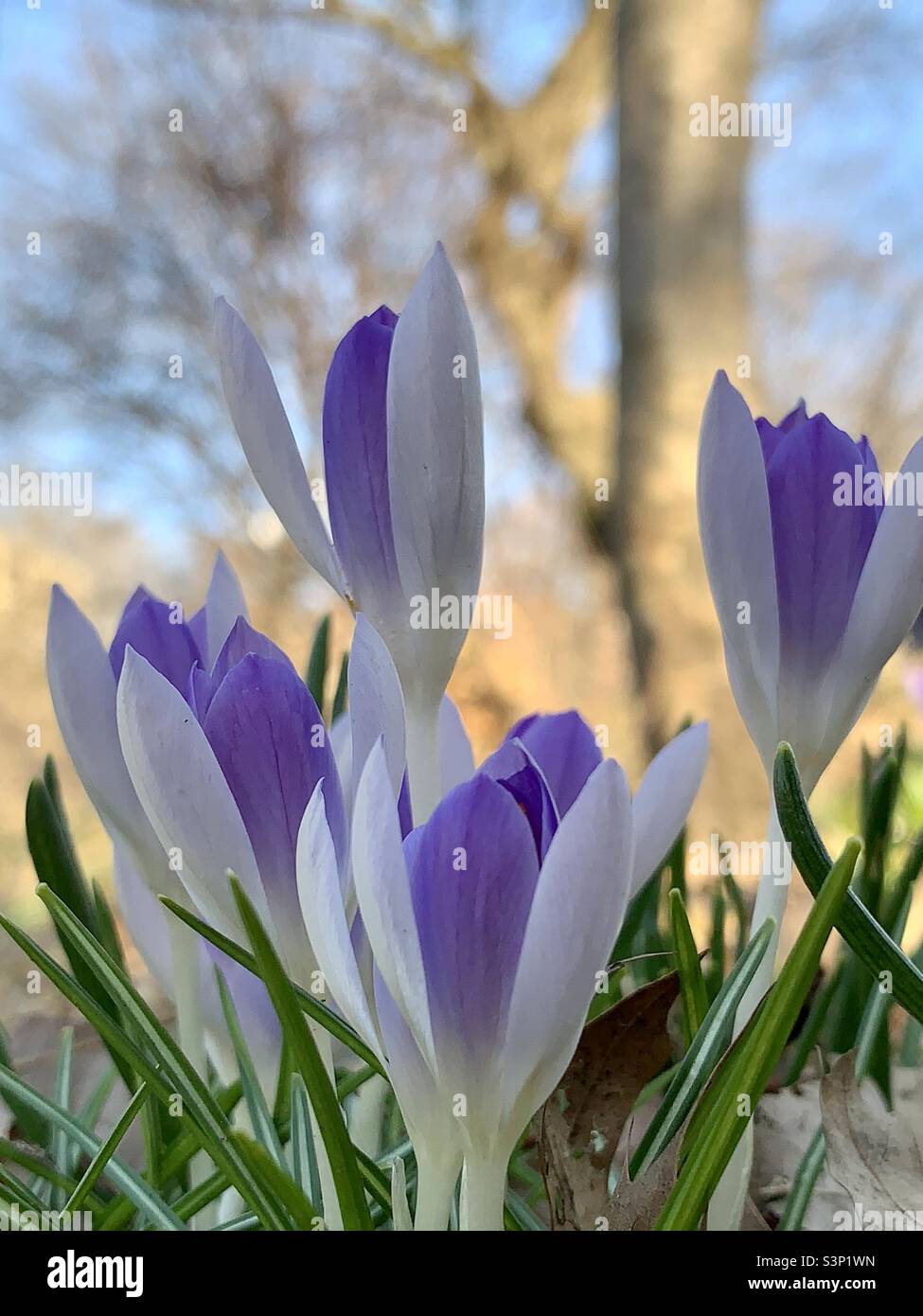 Flower blossoms of woodland crocus 2022 - Smartphone Captured Stock Image