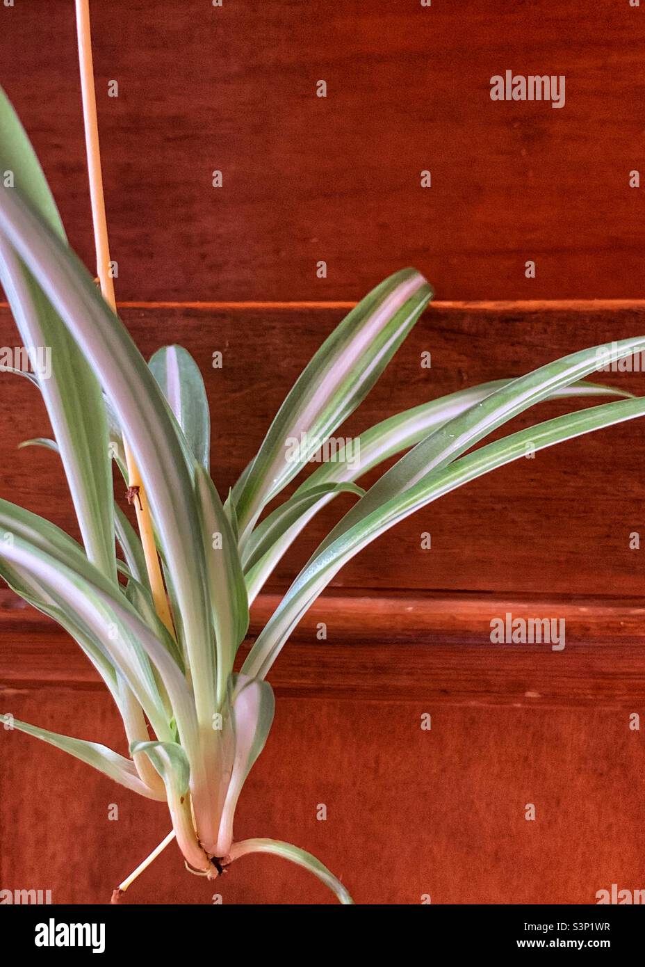 Baby spider plant against brown background - Smartphone Captured Stock Image