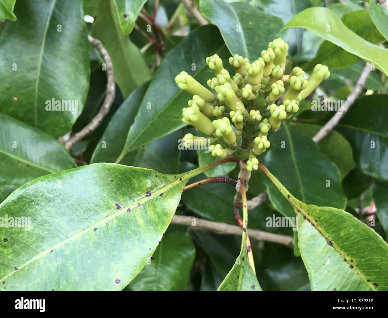 Cloves (Syzygium aromaticum): clove buds still growing from the tree Stock Photo