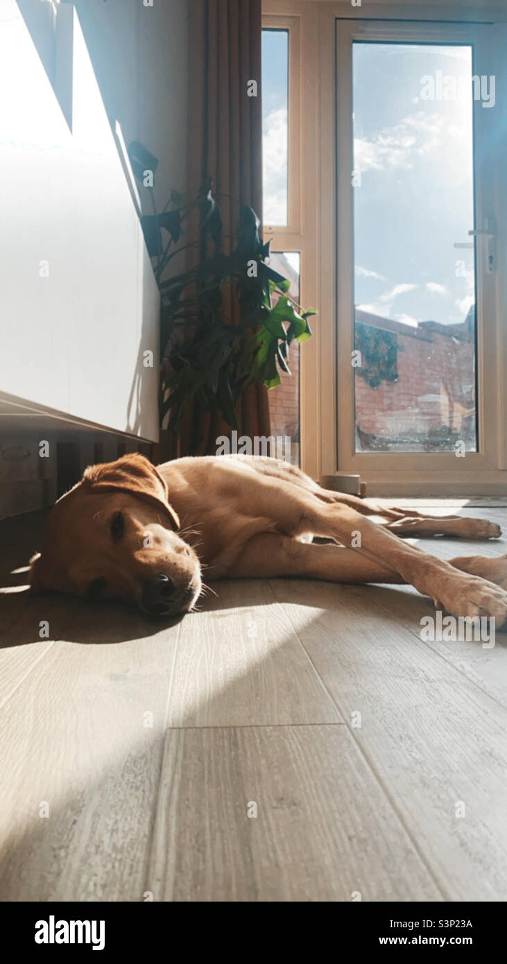 Sleepy pup Stock Photo