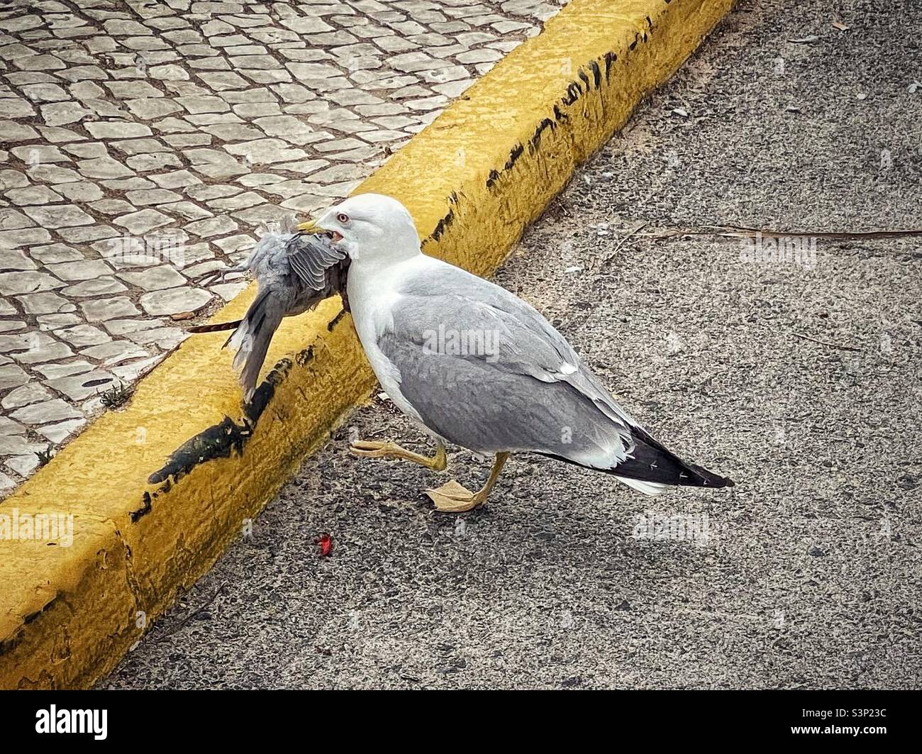 Seagull holding a small bird that it chased in its beak, Algarve, Portugal. - Smartphone Captured Stock Image