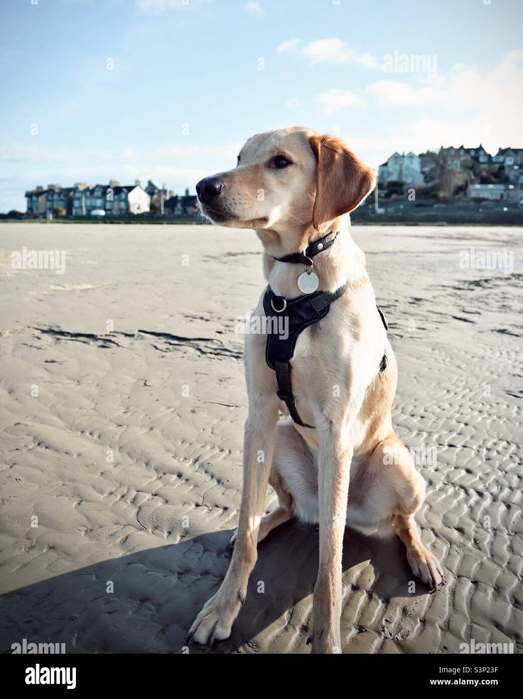 Dog on the beach Stock Photo