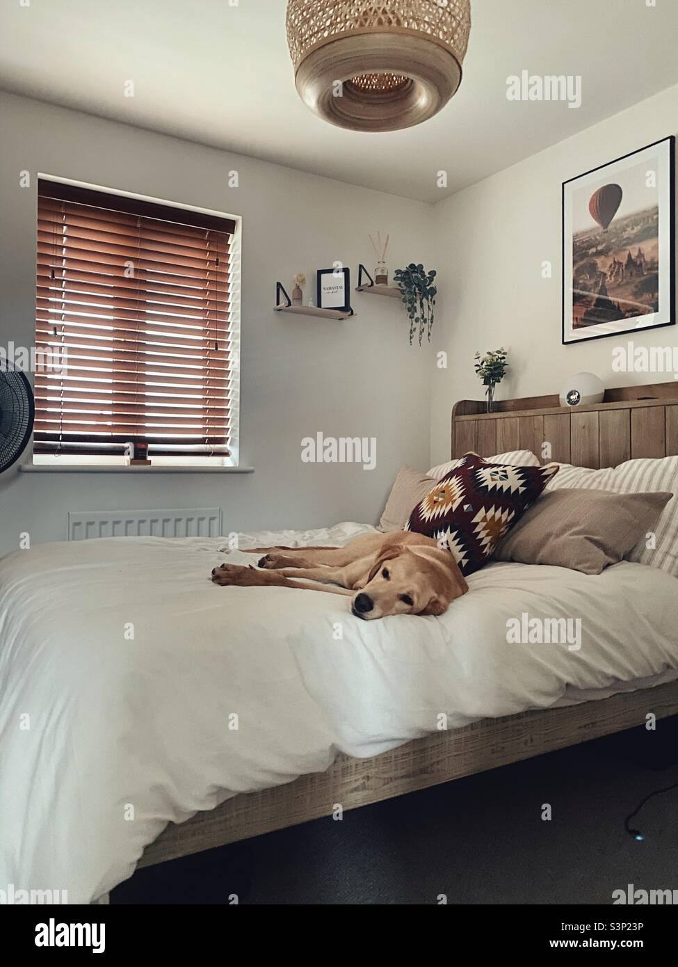 Dog on bed Stock Photo