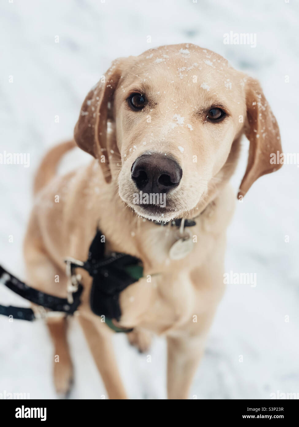 Snow dog Stock Photo