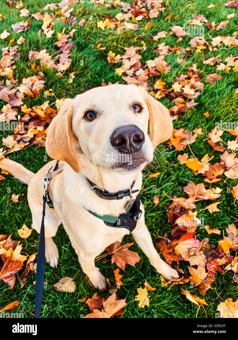 Autumn dog Stock Photo