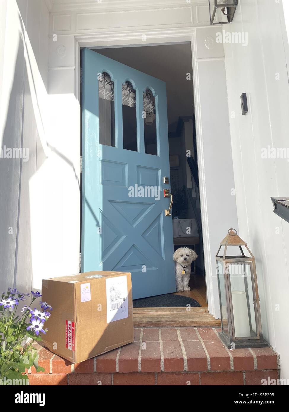 Open front door with dog and package Stock Photo Alamy