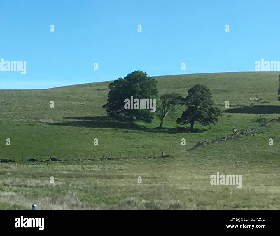 Daddy mummy and baby tree - Smartphone Captured Stock Image