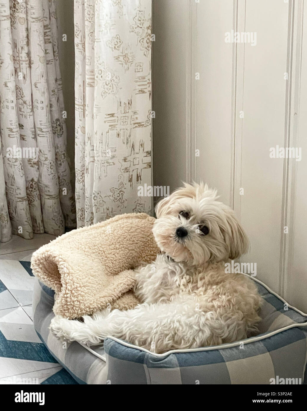Cute small dog in a patterned bed by curtains - Smartphone Captured Stock Image