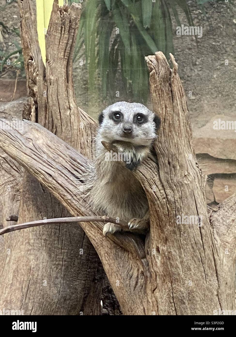 Meerkat on log facing camera Stock Photo