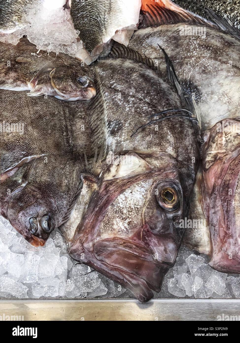 Fishmongers window - Smartphone Captured Stock Image