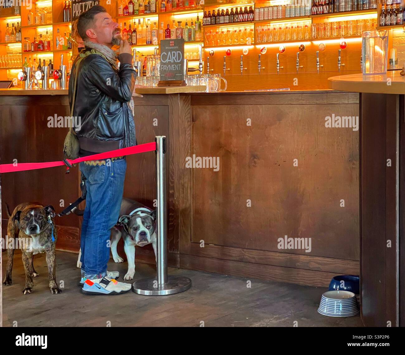 Two dogs and their master in pub hires stock photography and images