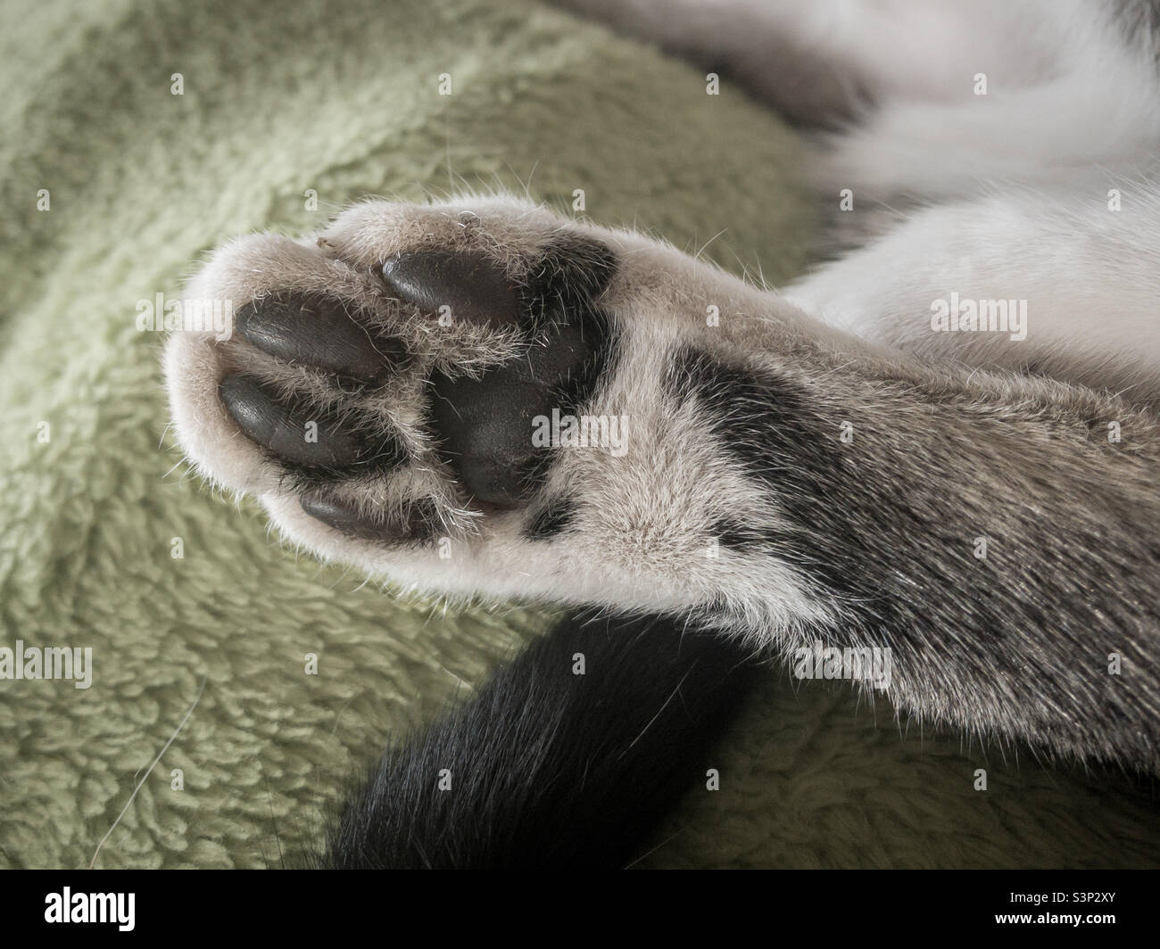 Black bean toes of a kitten - Smartphone Captured Stock Image