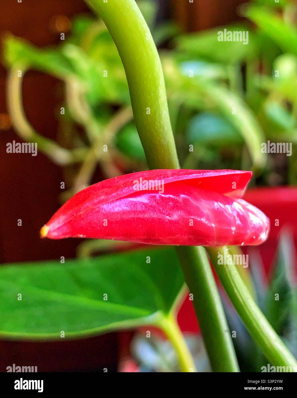 Anthurium buds on the way to bloom Stock Photo - Alamy