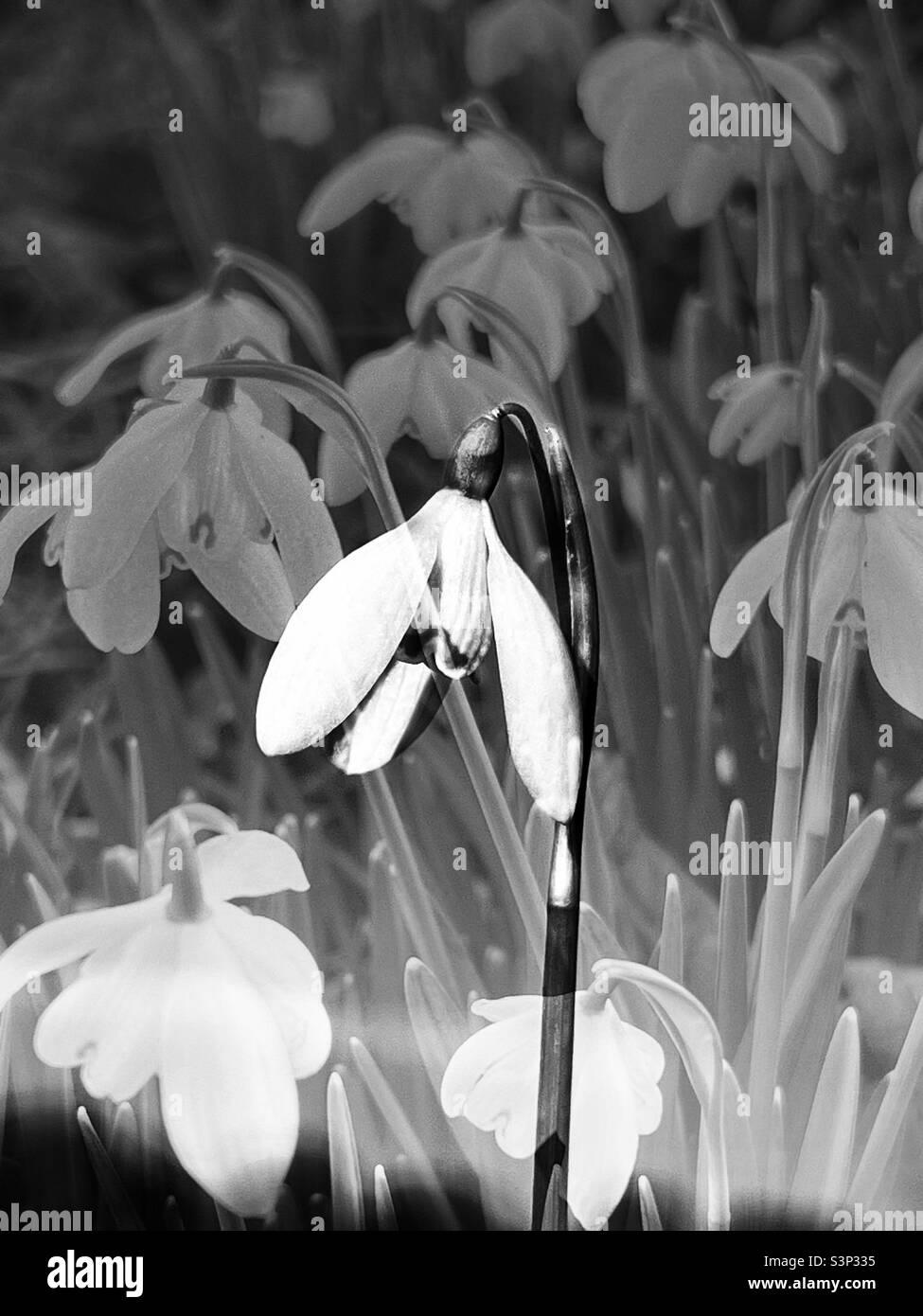 Black and white double exposure of snowdrops - Smartphone Captured Stock Image