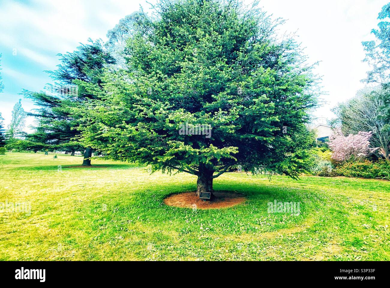 The magnificent tree - Smartphone Captured Stock Image