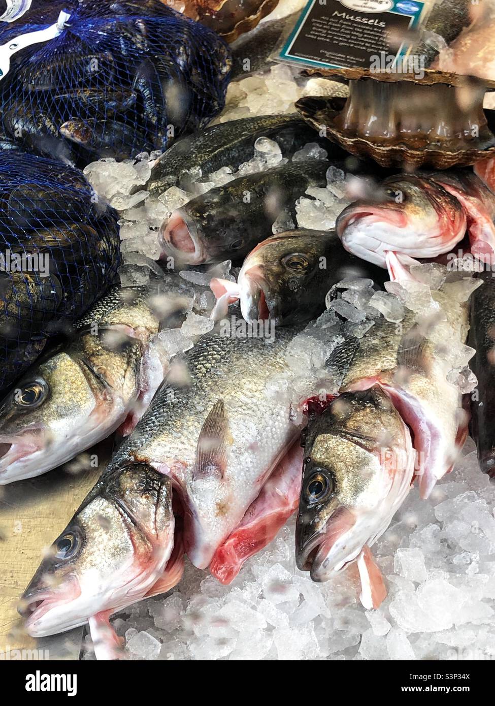 Fishmongers window - Smartphone Captured Stock Image