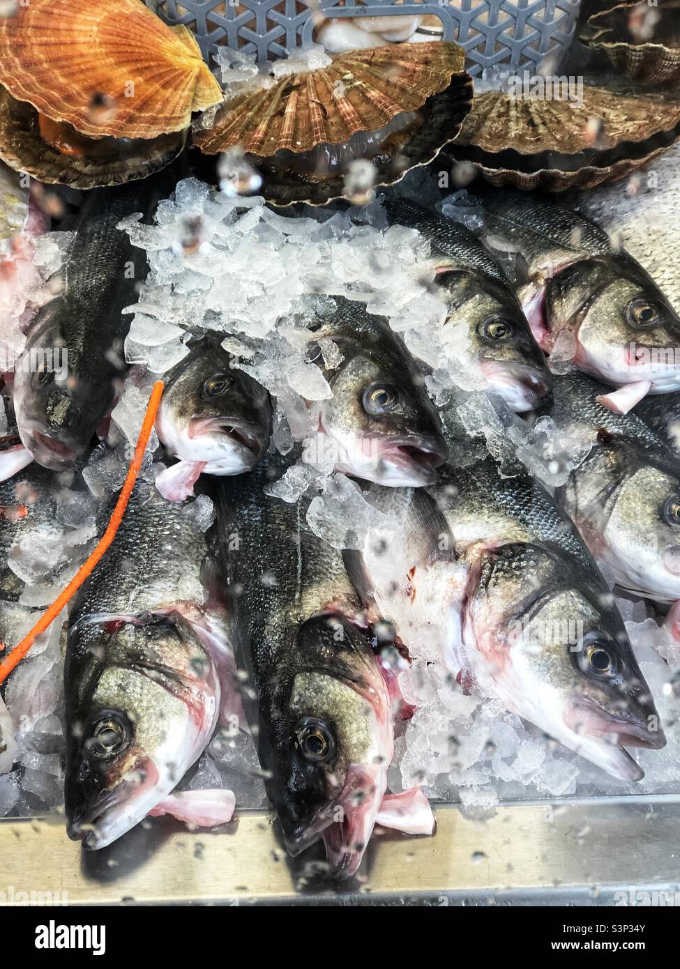 Fishmongers window - Smartphone Captured Stock Image