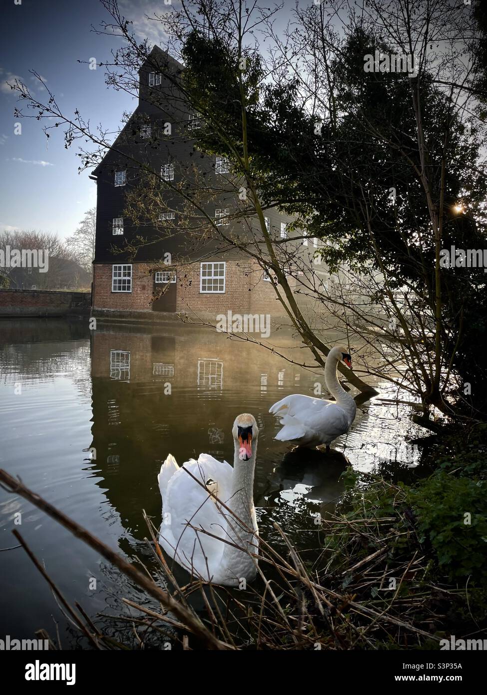 Swans Houghton Mill Cambridgeshire Uk - Smartphone Captured Stock Image