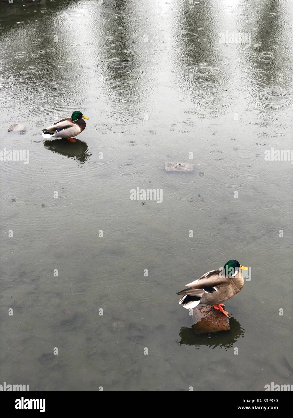 Mallards on the duck pond in the rain - Smartphone Captured Stock Image