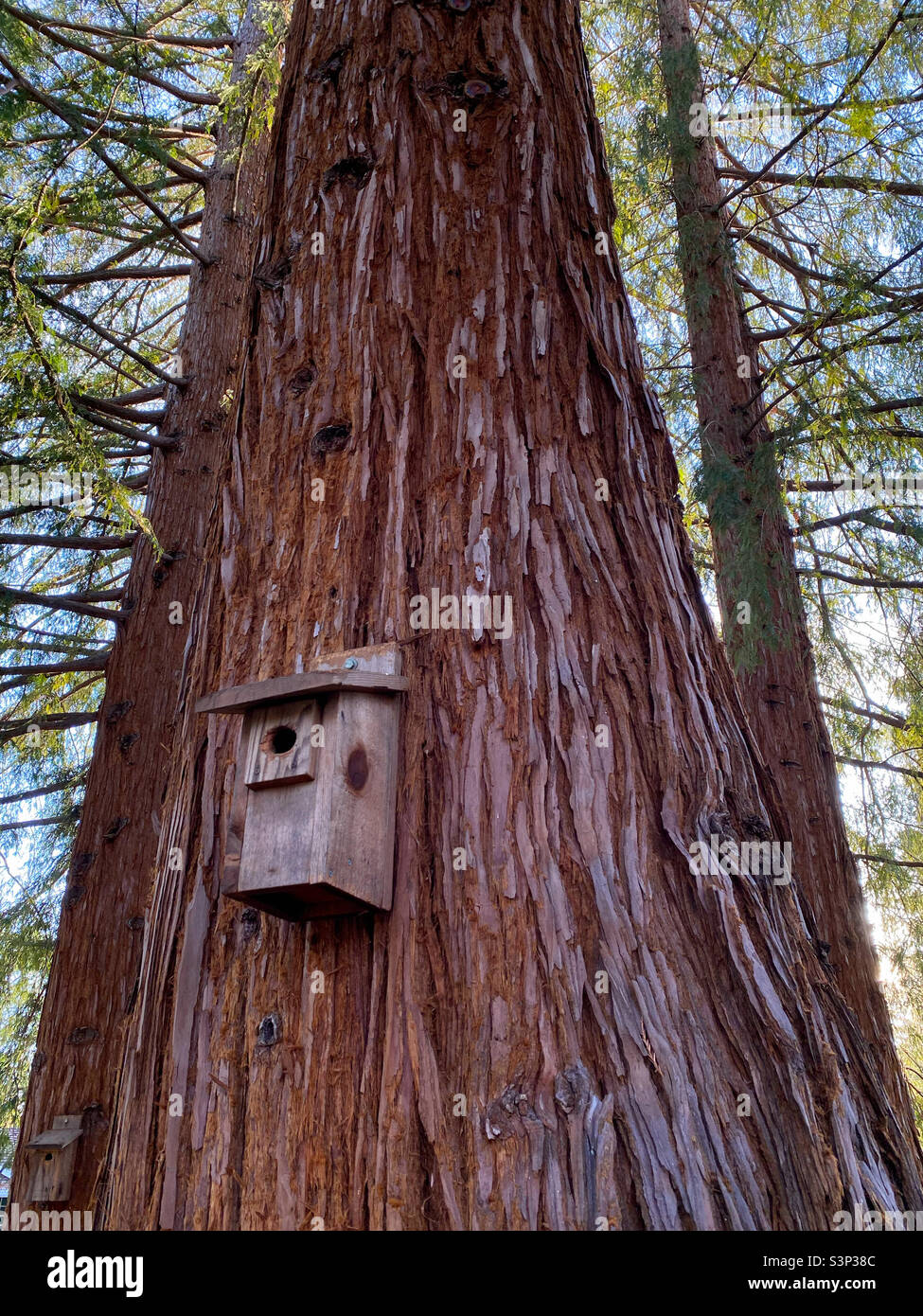 Bird house on redwood tree trunk - Smartphone Captured Stock Image Bird house on redwood tree trunk - Smartphone Captured Stock Image