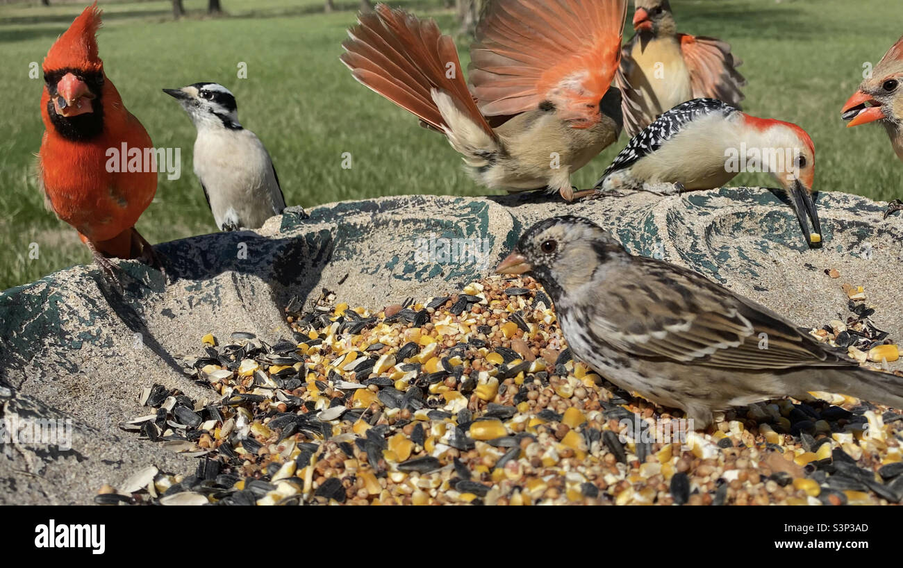 A fun action eye level view of multiple North American birds in Missouri eating seeds from a birdbath on a sunny day.  Northern Cardinals - Red-Bellied Woodpecker -Downey Woodpecker - Harris Sparrow. Stock Photo