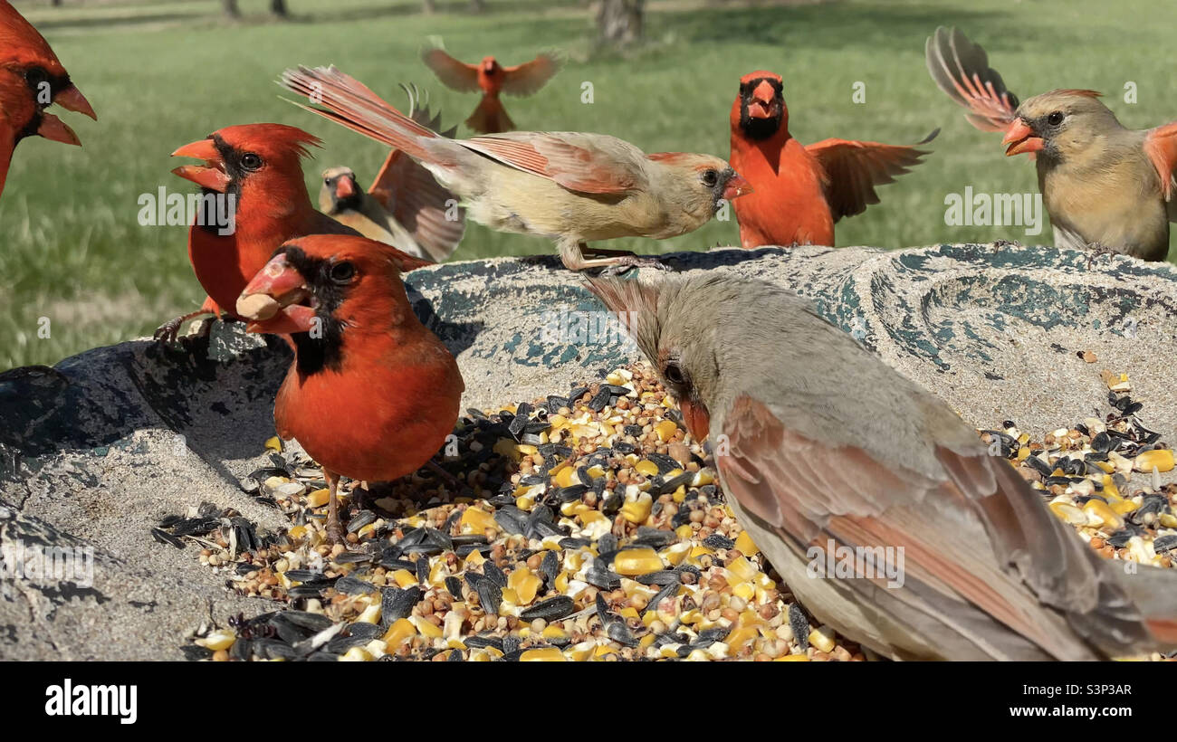 A fun action eye level up close view of multiple Northern Cardinals in Missouri eating seeds from a birdbath on a sunny day.  North American Birds. Stock Photo