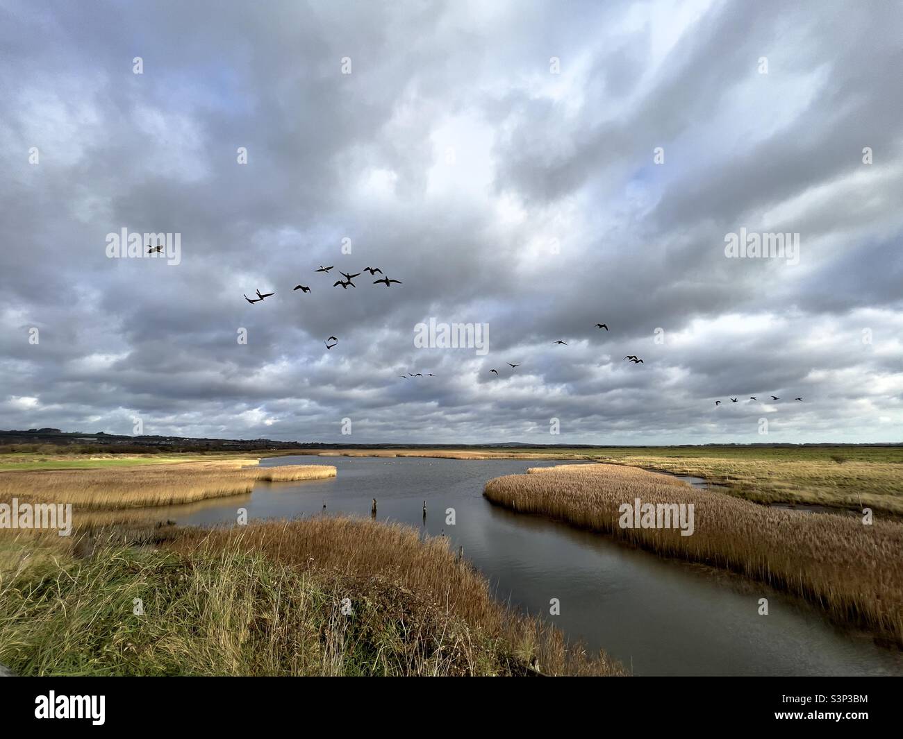 Reed bed birds hires stock photography and images Alamy
