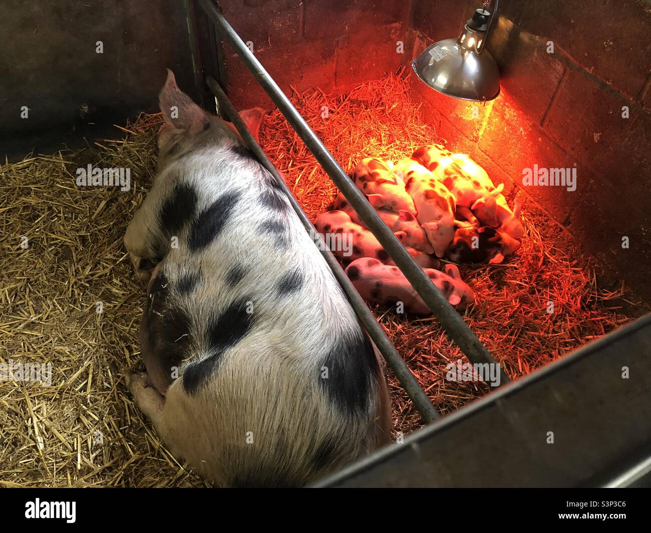Heat lamp animal hi-res stock photography and images - Alamy Heat lamp animal hi-res stock photography and images - Alamy