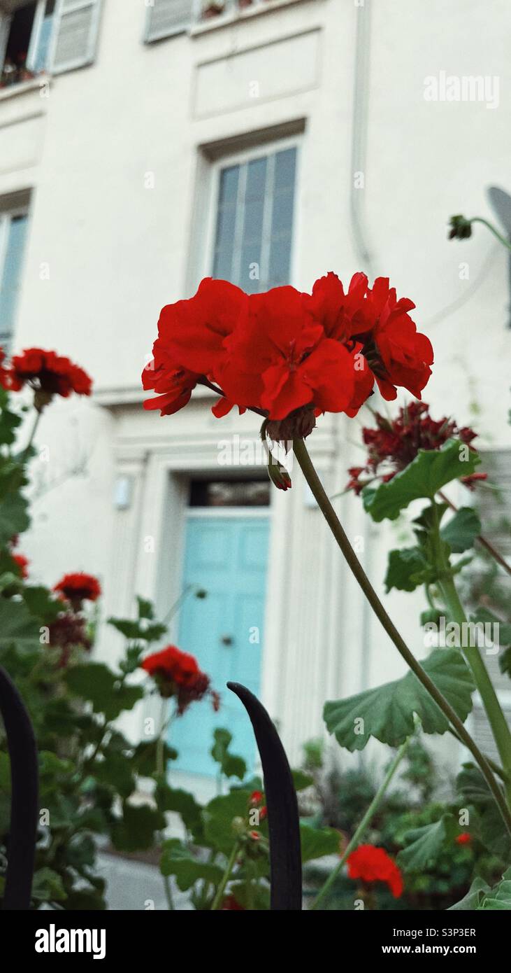 Red flowers in the garden - Smartphone Captured Stock Image