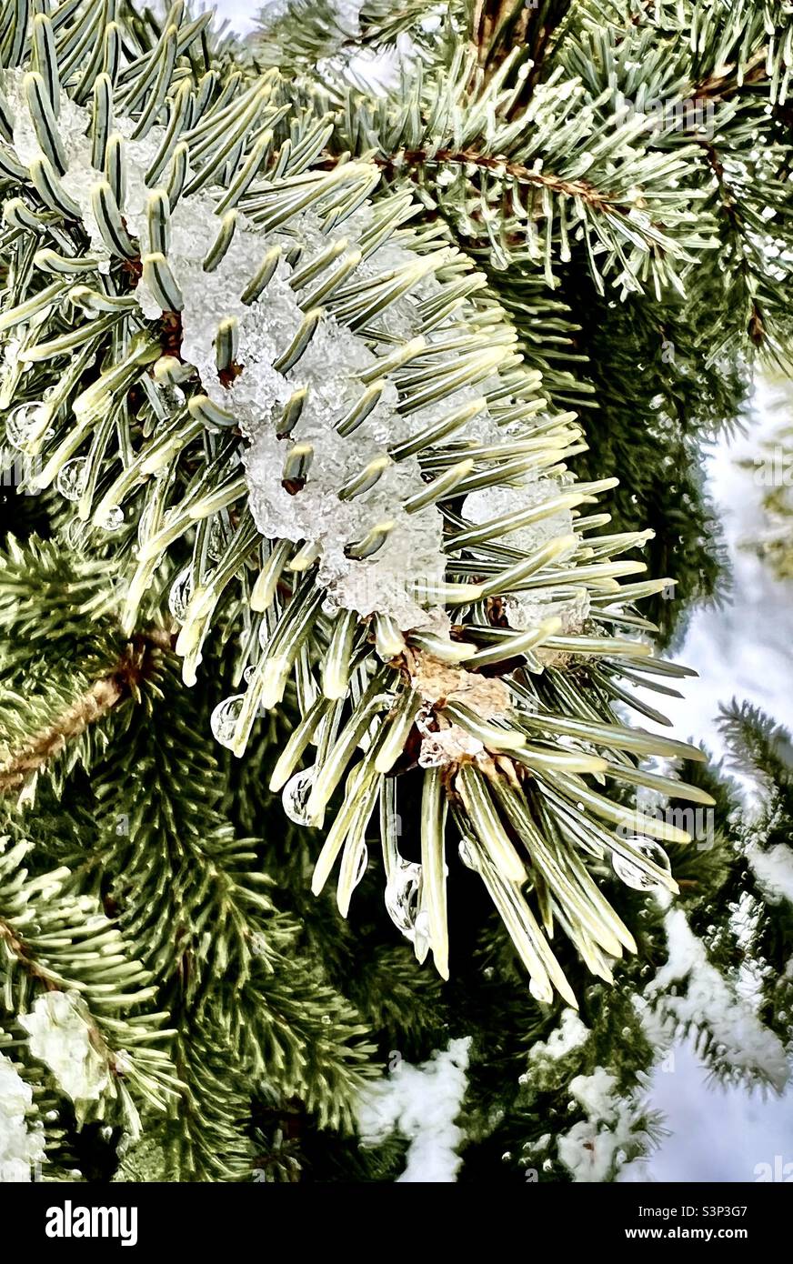 Evergreen tree snow hi-res stock photography and images - Alamy