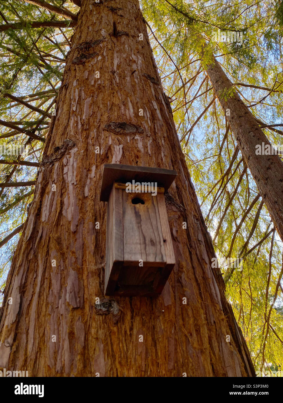 Birdhouse hung on redwood tree - Smartphone Captured Stock Image Birdhouse hung on redwood tree - Smartphone Captured Stock Image