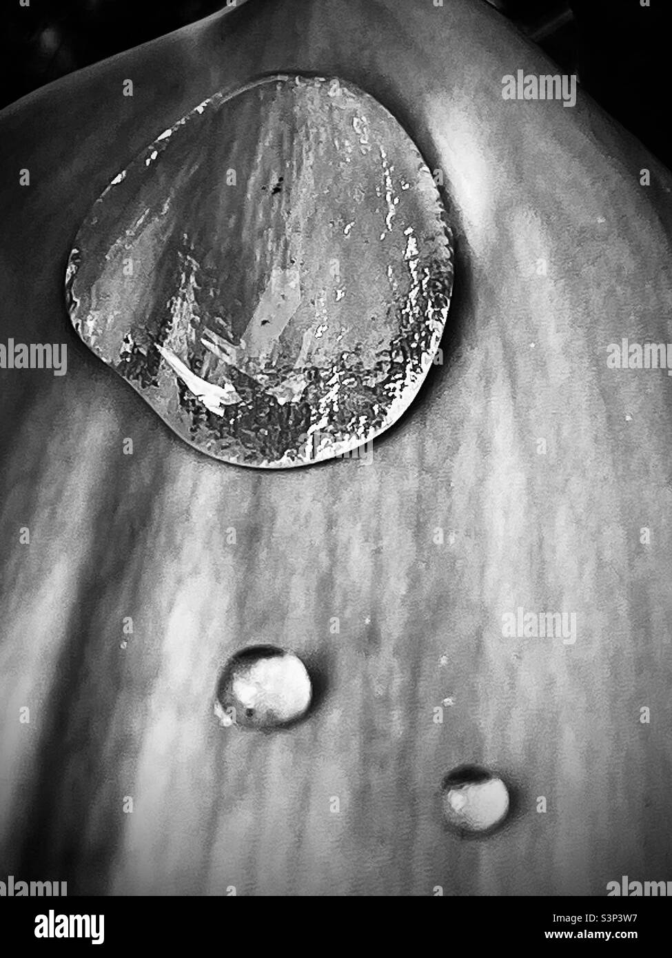 Rain drops on a tulip leaf. Stock Photo