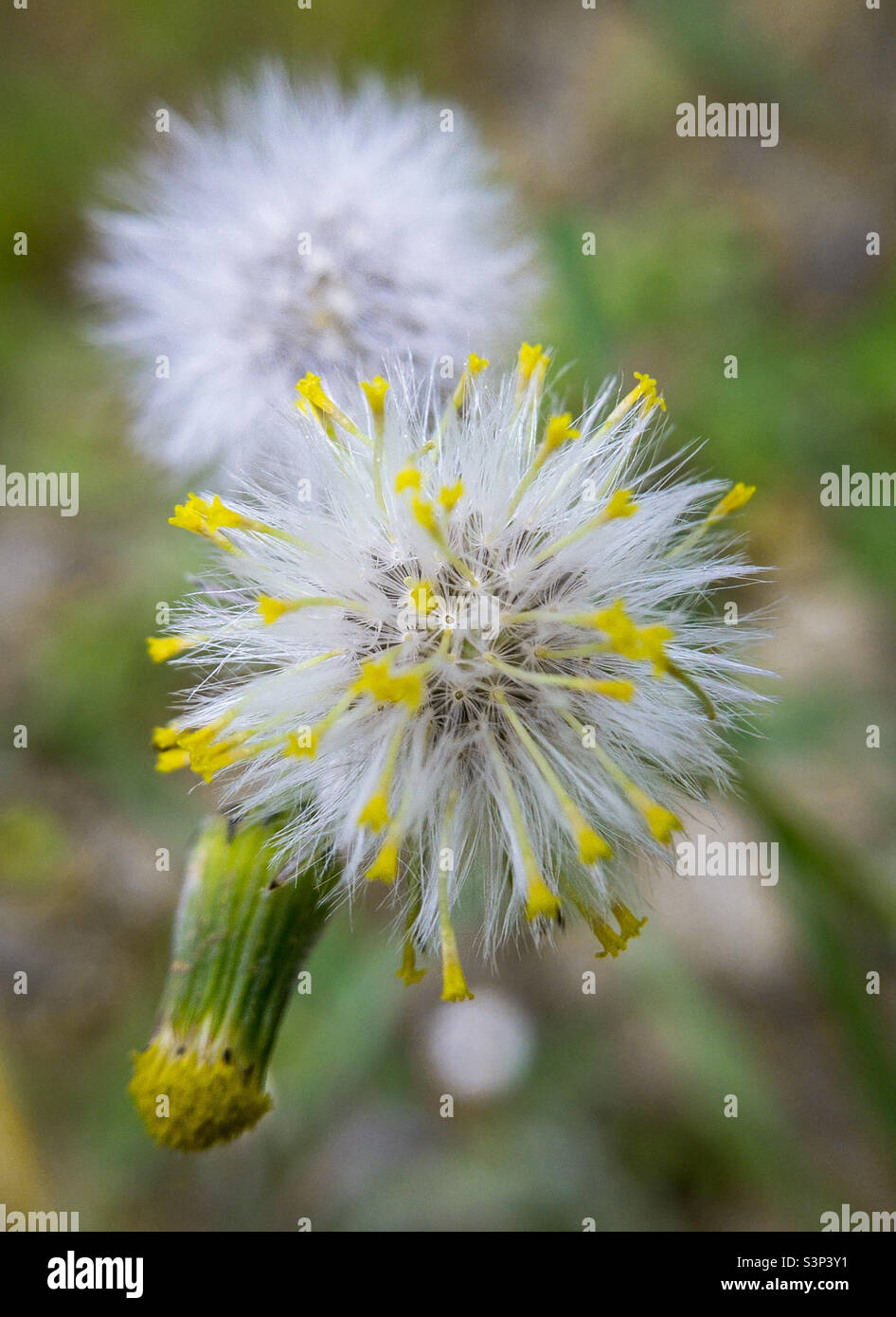 Common groundsel - in bud and transforming from flower to seed - Smartphone Captured Stock Image