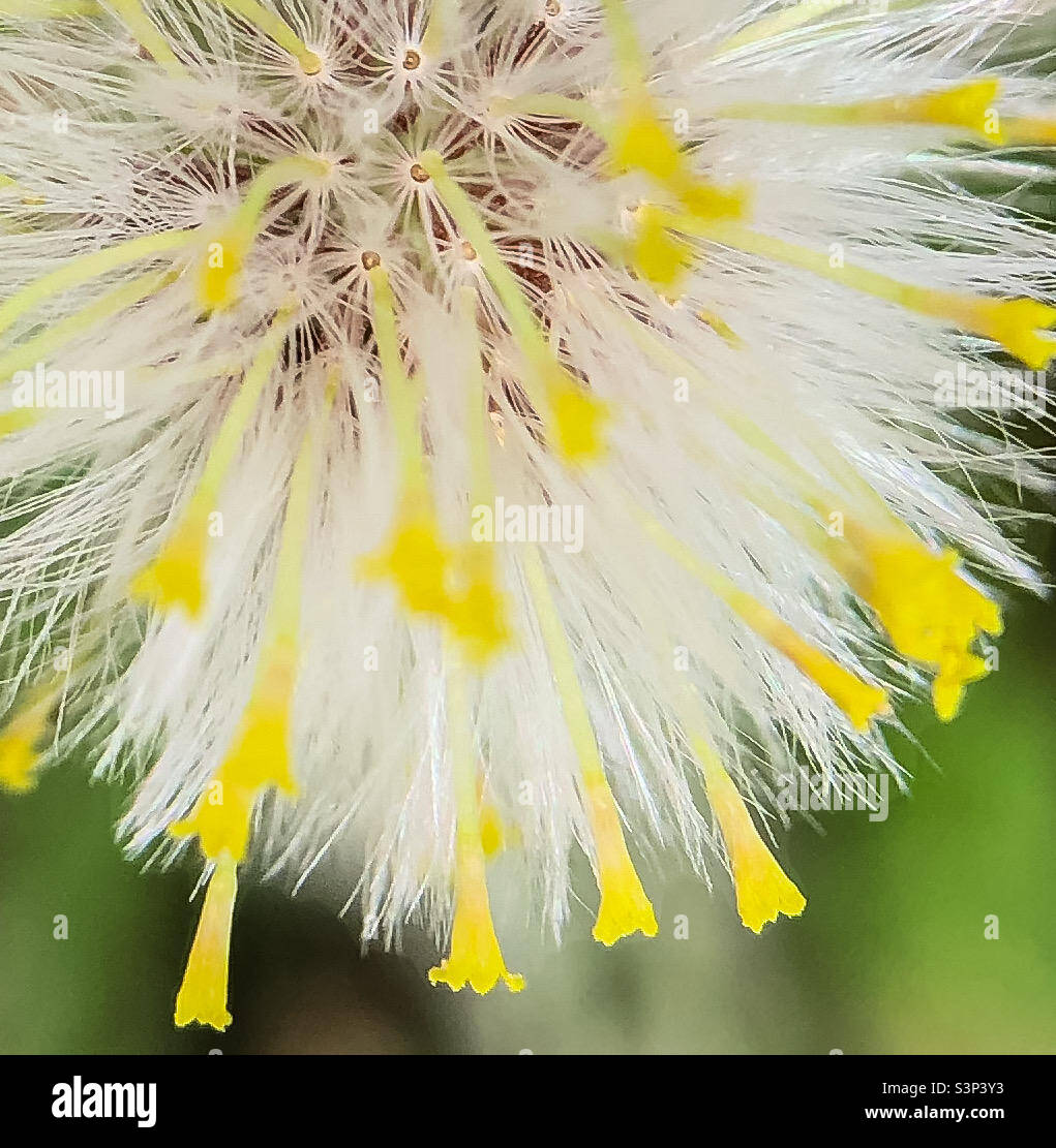Common groundsel transforming from flower to seed - Smartphone Captured Stock Image